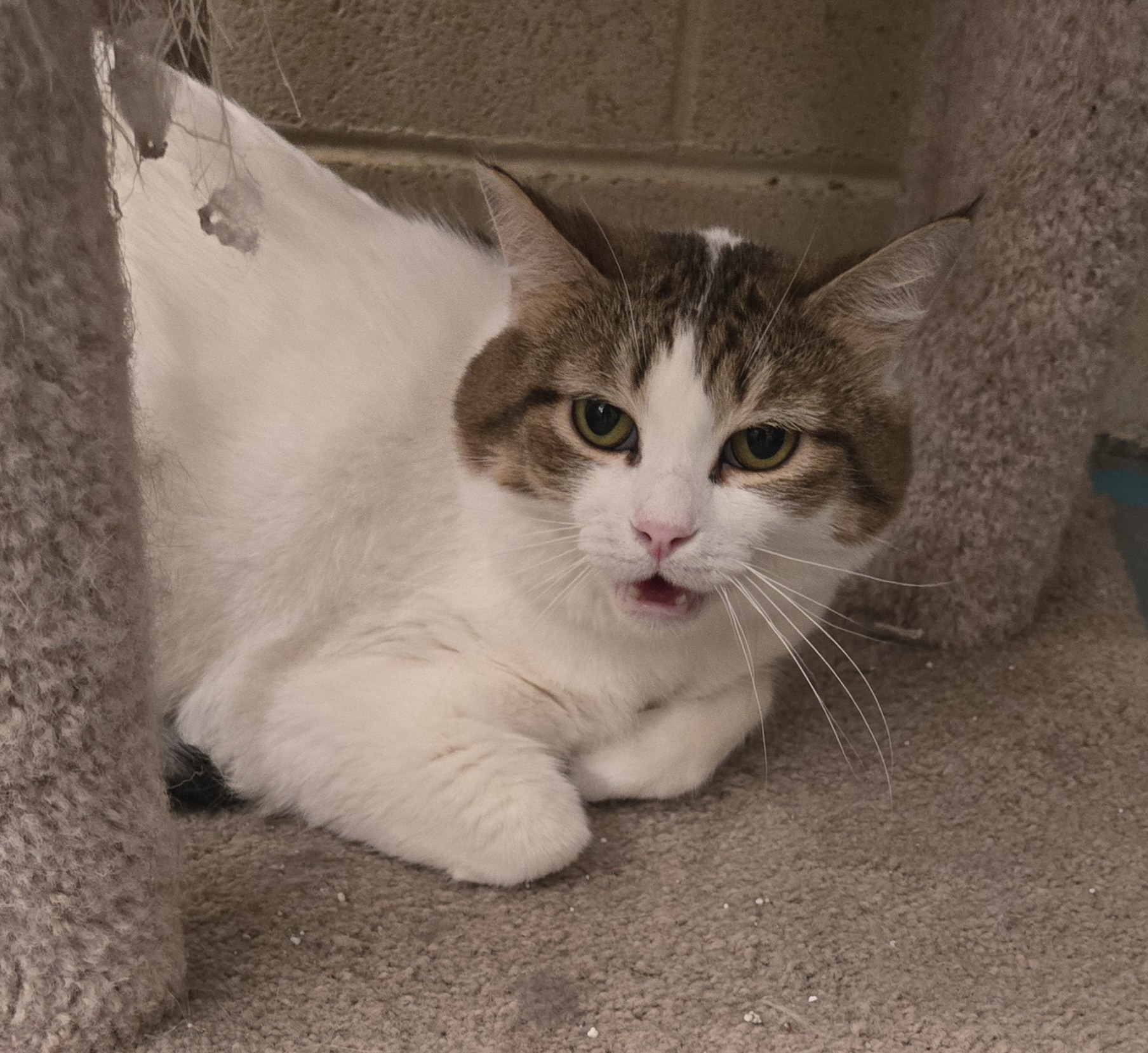 Carol, a Adoptable mixed breed in Nogales, AZ image 1/2