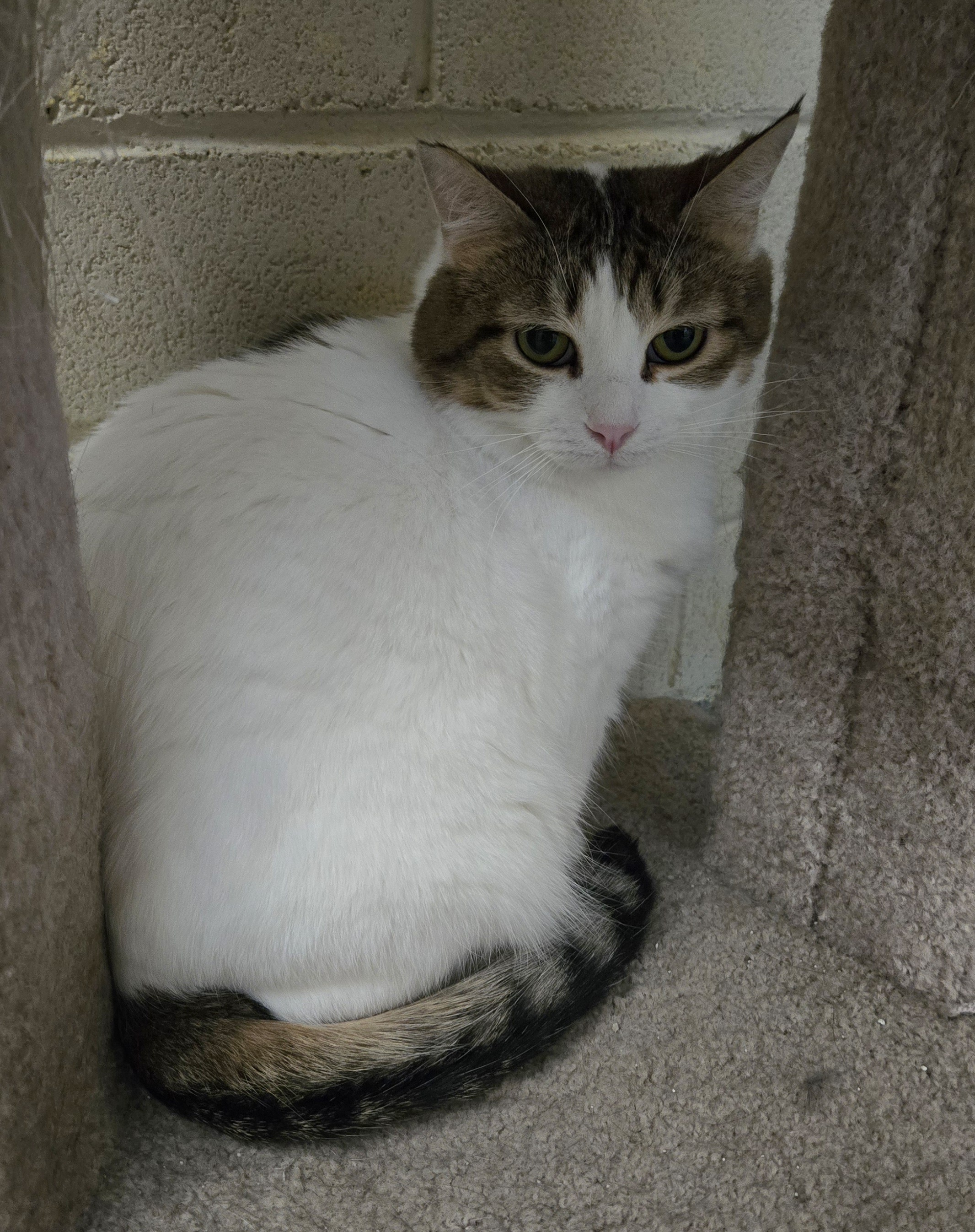 Carol, a Adoptable mixed breed in Nogales, AZ image 2/2