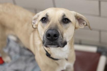 Zelda, Adoptable, Adult Female Black Mouth Cur & Mixed Breed.