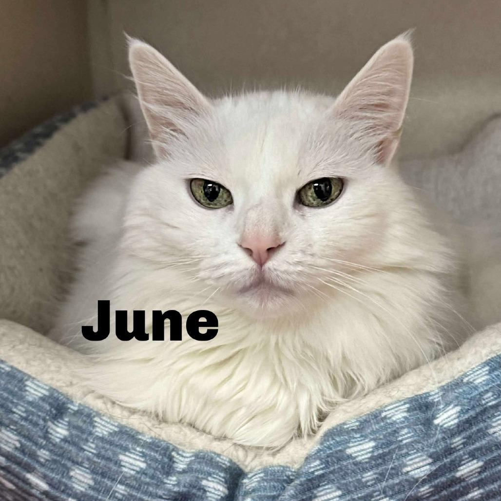 June 260058, Adoptable, Senior Female Domestic Long Hair.