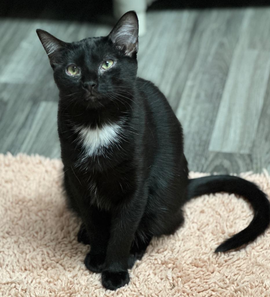 Logan, Adoptable, Kitten Male Domestic Short Hair.