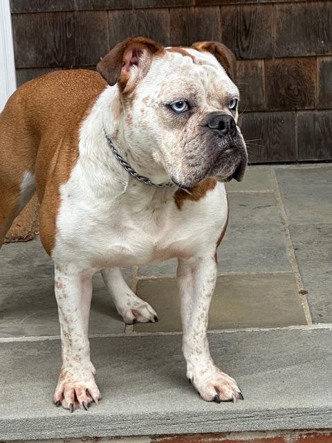 Enlarge Yeal, a Adopted Bulldog in Stony Brook, NY image 1/6