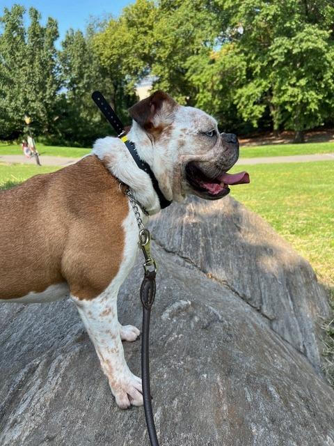 Enlarge Yeal, a Adopted Bulldog in Stony Brook, NY image 5/6
