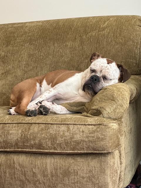 Enlarge Yeal, a Adopted Bulldog in Stony Brook, NY image 6/6