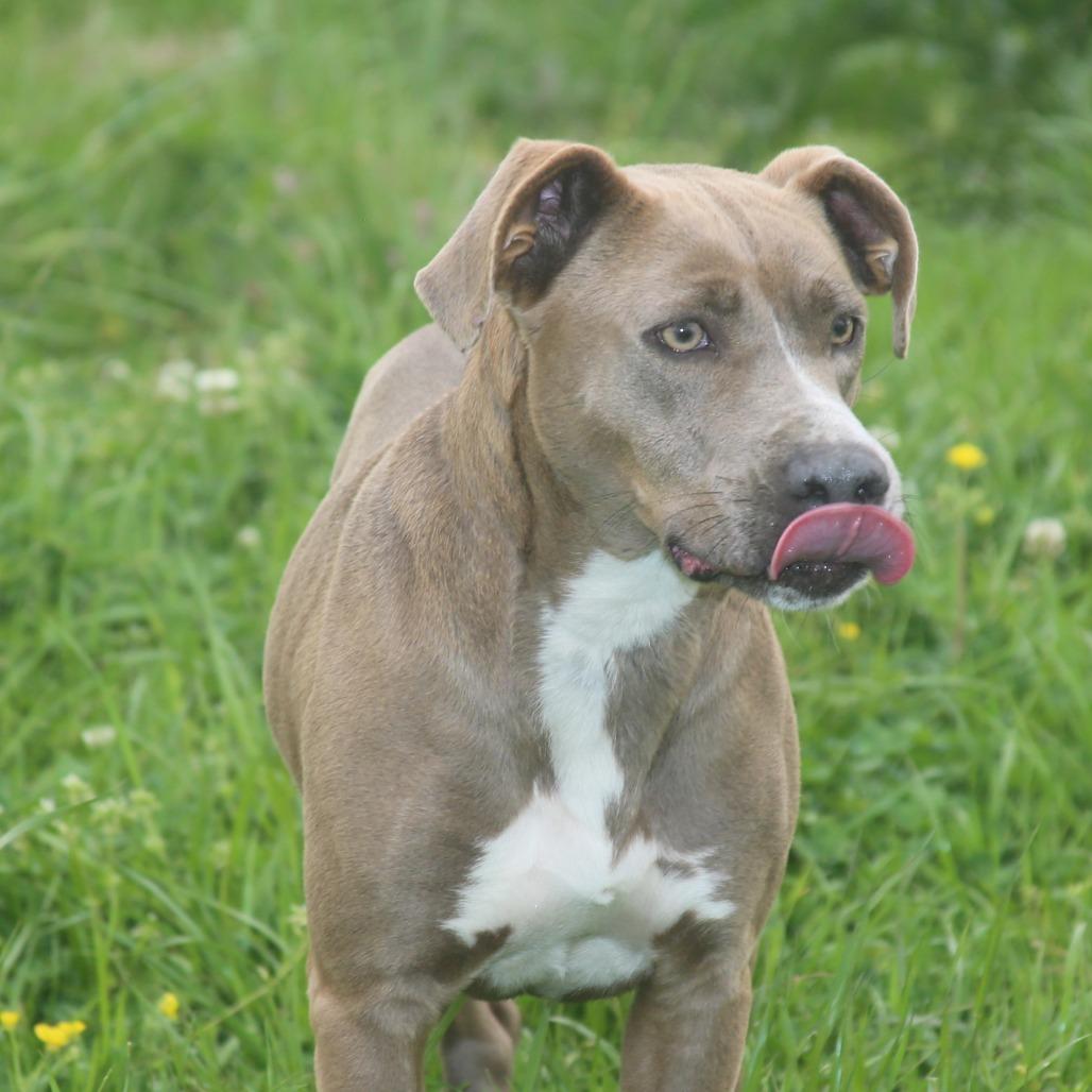 Bell-amazing, Adoptable, Adult Female Mixed Breed.