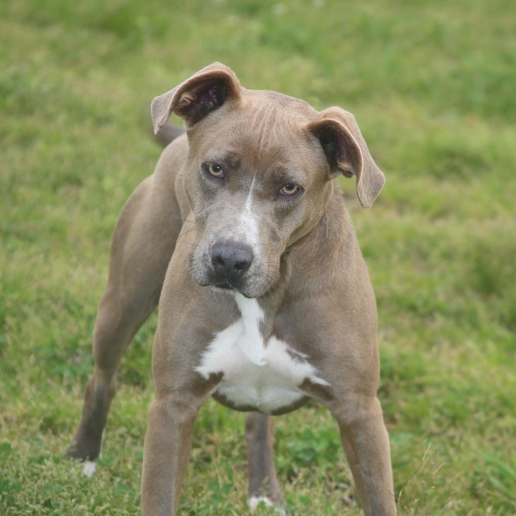 Enlarge Bell-amazing, a Adoptable Mixed Breed in Natchitoches, LA image 1/6