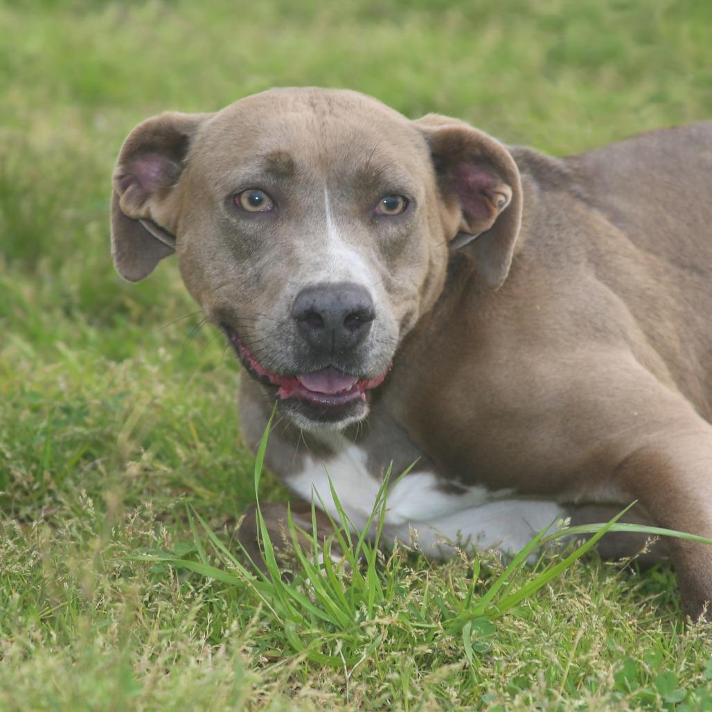 Enlarge Bell-amazing, a Adoptable Mixed Breed in Natchitoches, LA image 2/6