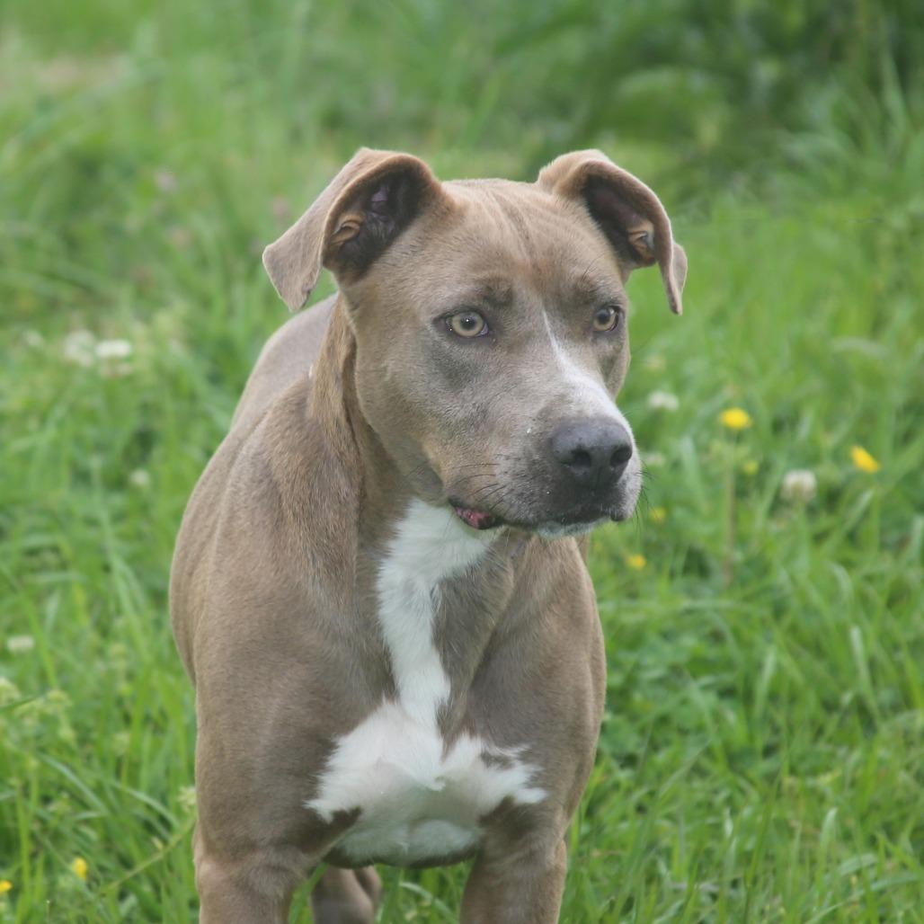 Enlarge Bell-amazing, a Adoptable Mixed Breed in Natchitoches, LA image 4/6