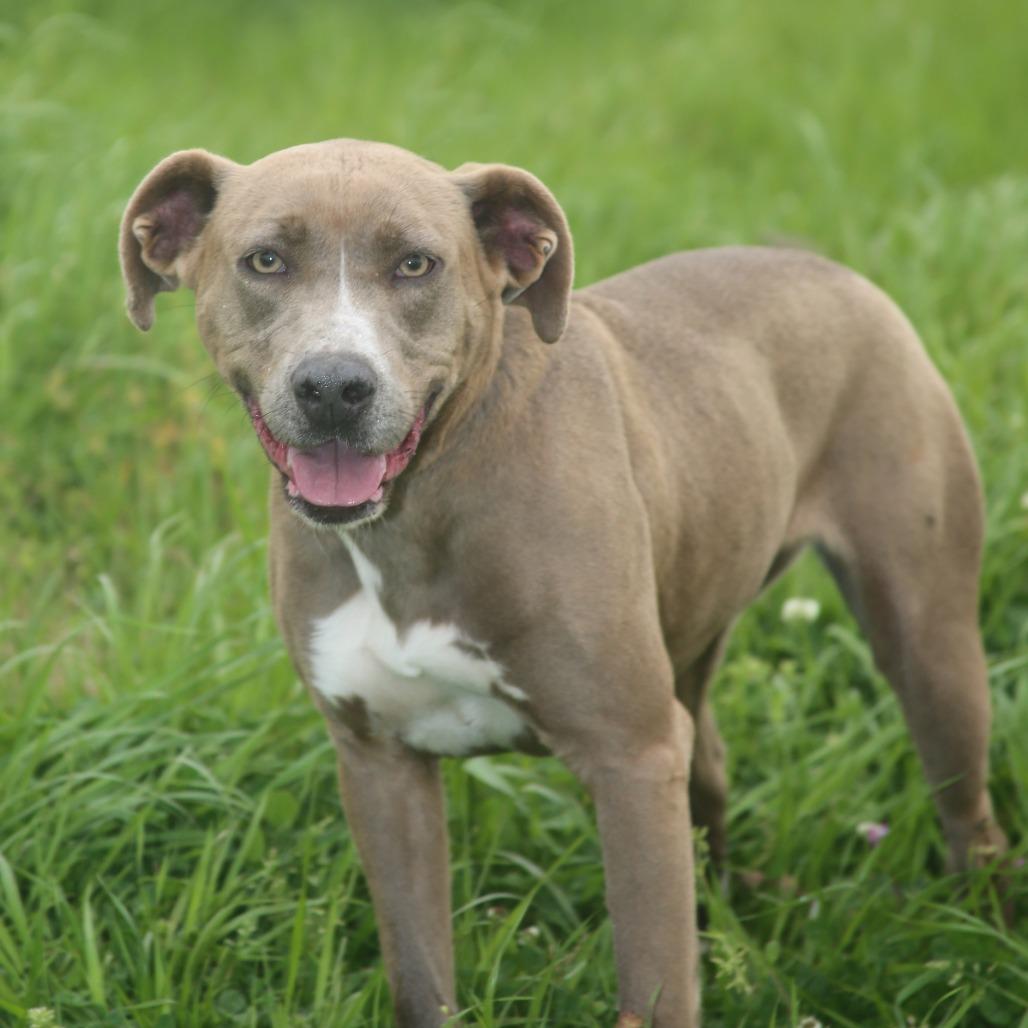 Enlarge Bell-amazing, a Adoptable Mixed Breed in Natchitoches, LA image 3/6