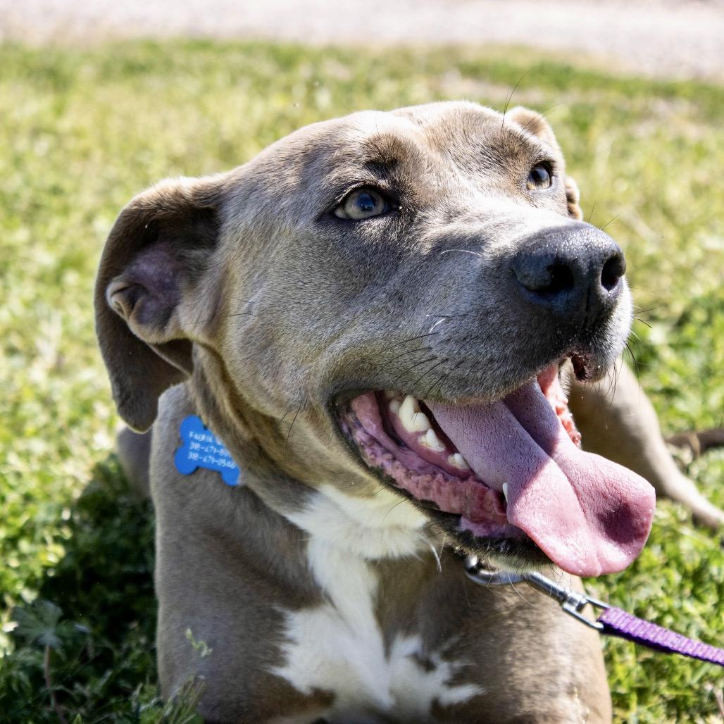 Enlarge Bell-amazing, a Adoptable Mixed Breed in Natchitoches, LA image 6/6