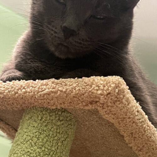 Enlarge Phoenix, a Adoptable Russian Blue in Toronto, ON image 2/5