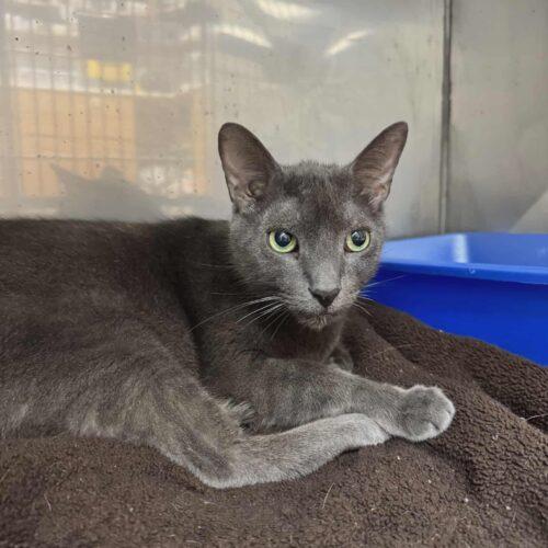 Enlarge Phoenix, a Adoptable Russian Blue in Toronto, ON image 3/5