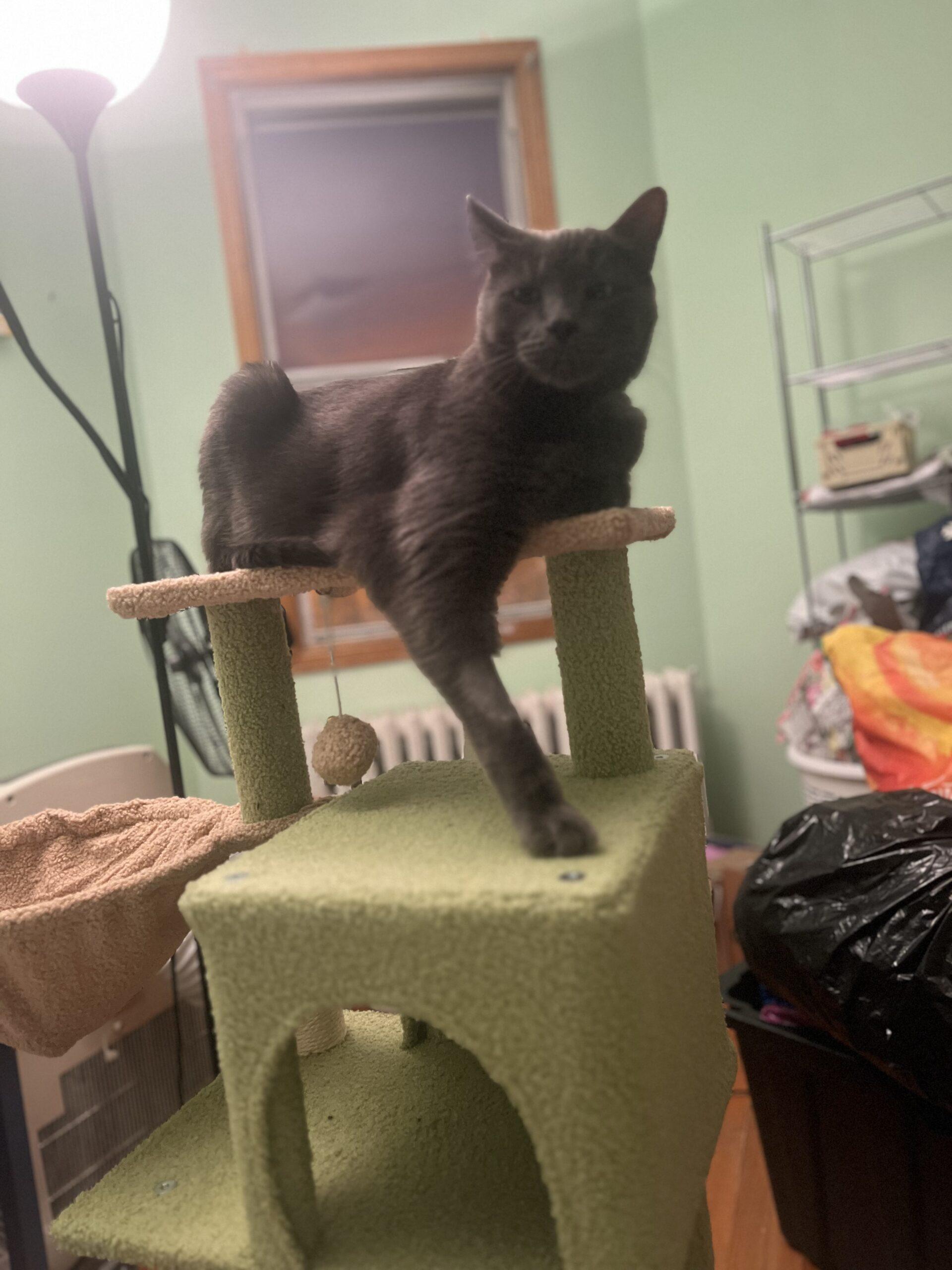 Enlarge Phoenix, a Adoptable Russian Blue in Toronto, ON image 5/6