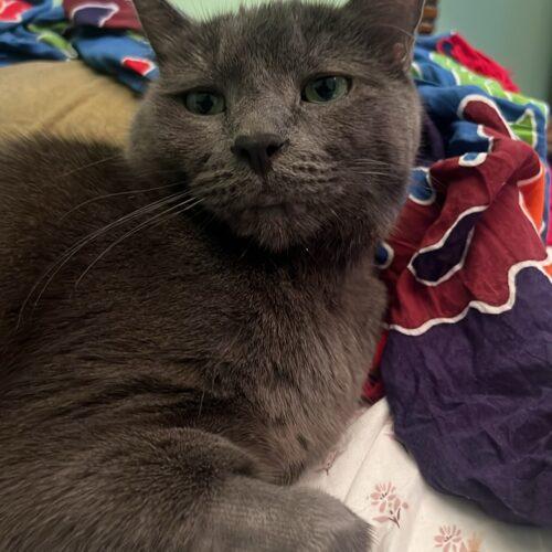 Enlarge Phoenix, a Adoptable Russian Blue in Toronto, ON image 5/5