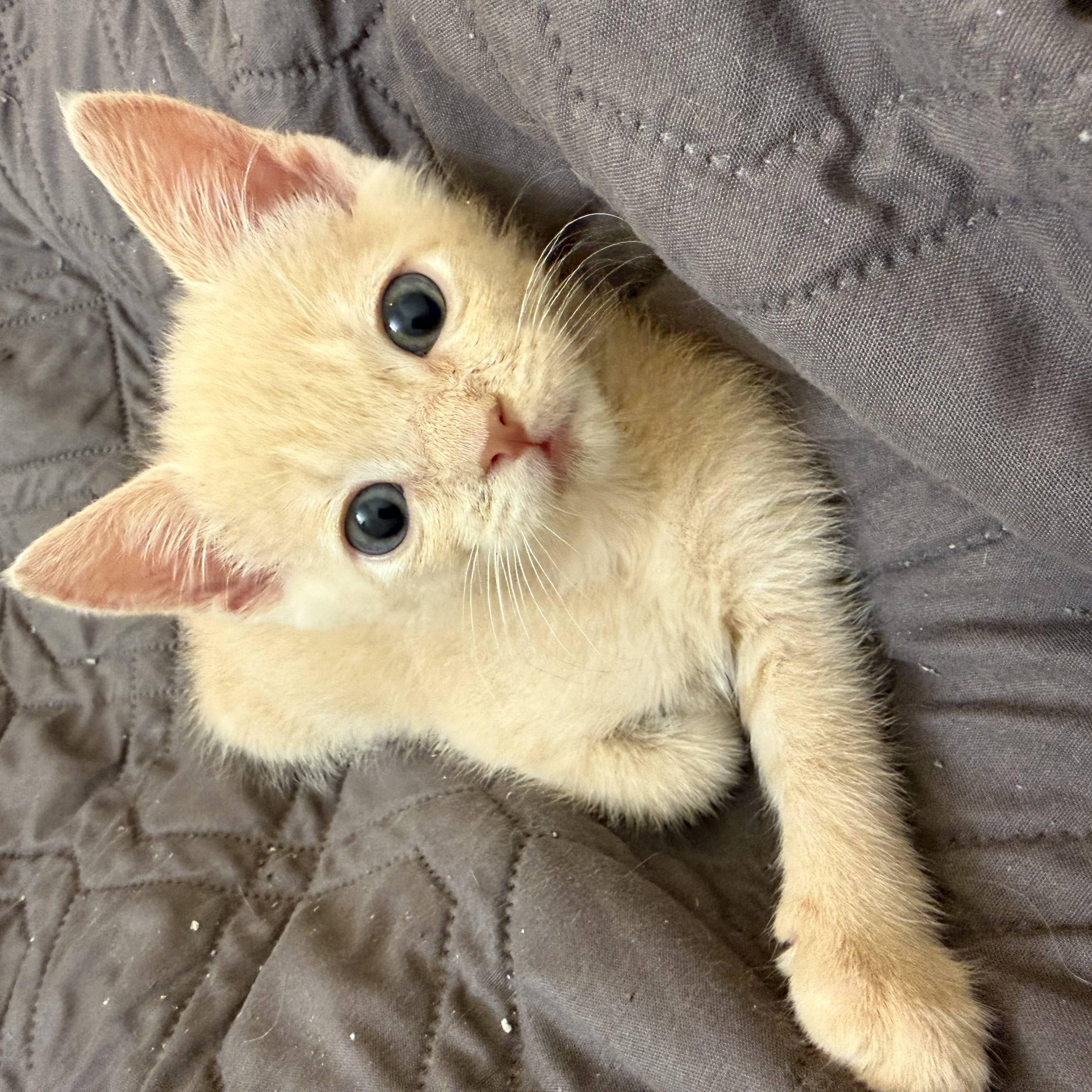 Juliet, Adopted, Kitten Female Domestic Short Hair.