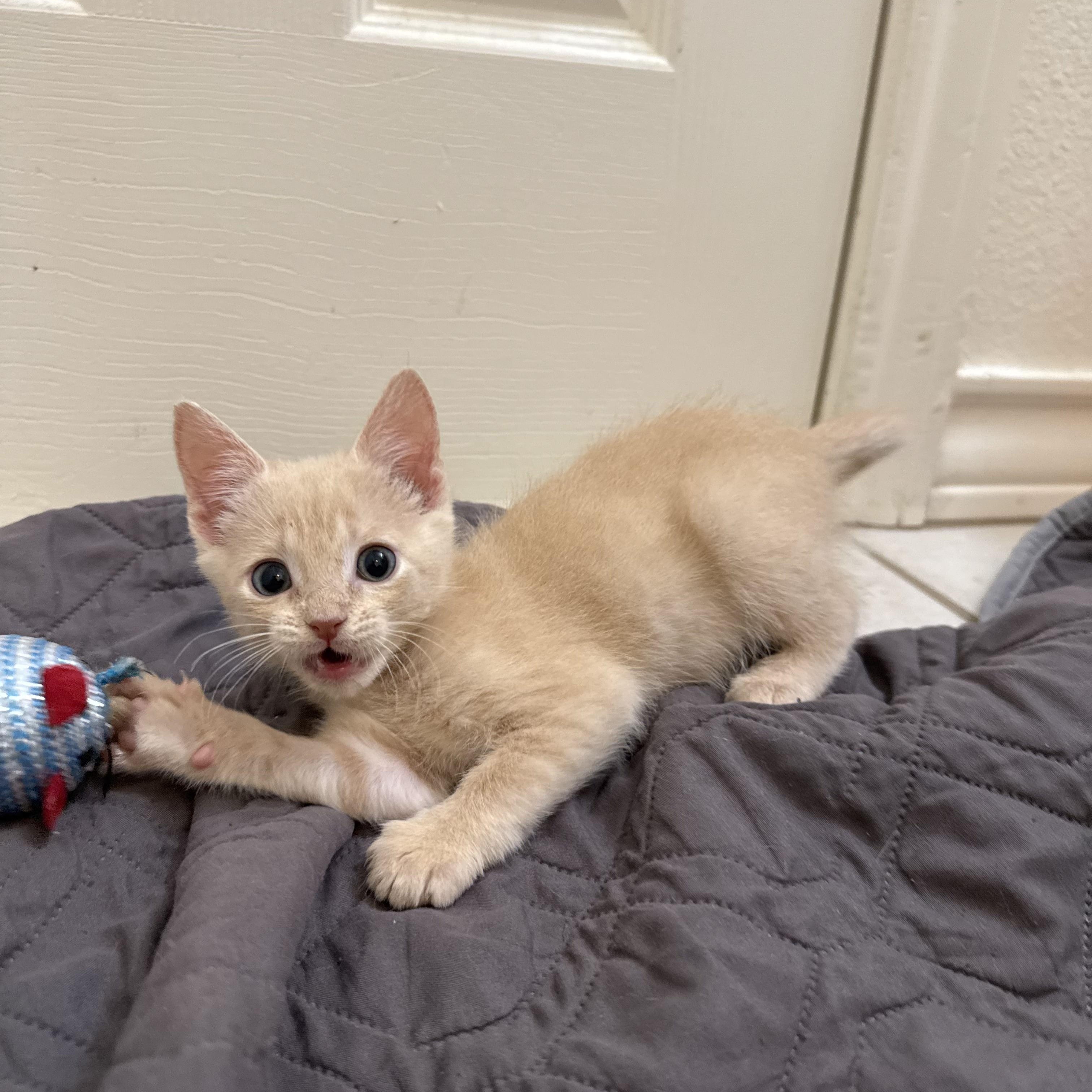 Enlarge Juliet, a Adopted Domestic Short Hair in Bryan, TX image 3/3