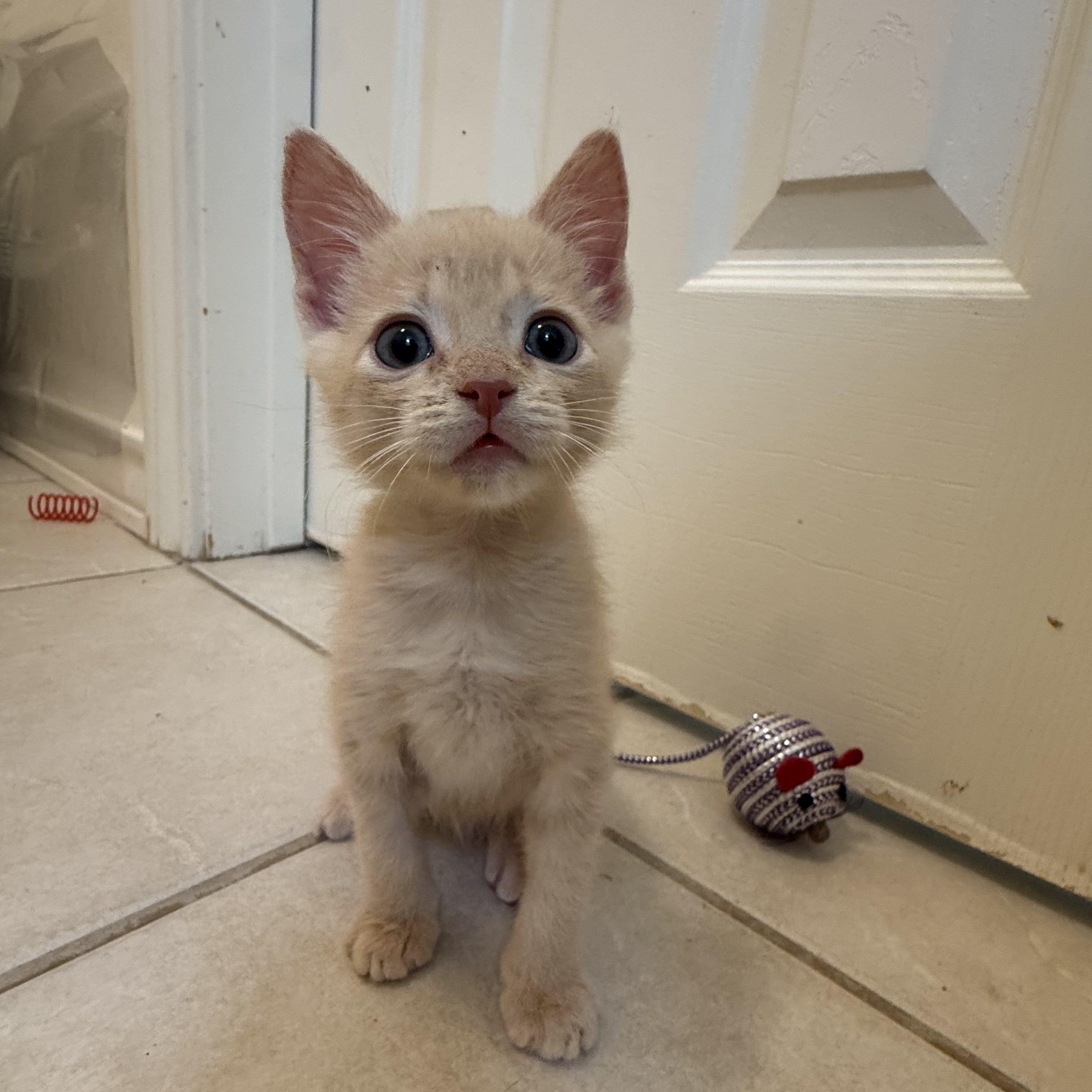 Enlarge Juliet, a Adopted Domestic Short Hair in Bryan, TX image 2/3