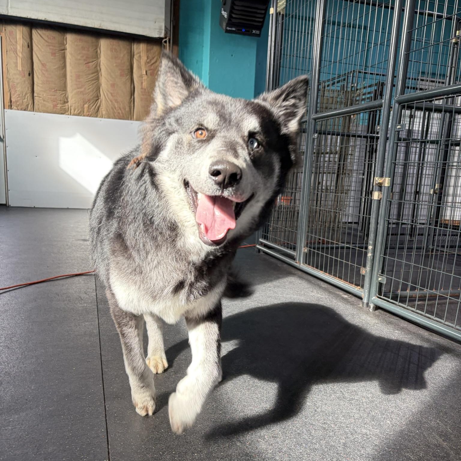 Enlarge Balto, an adoptable Husky in Fulton, NY image 3/6