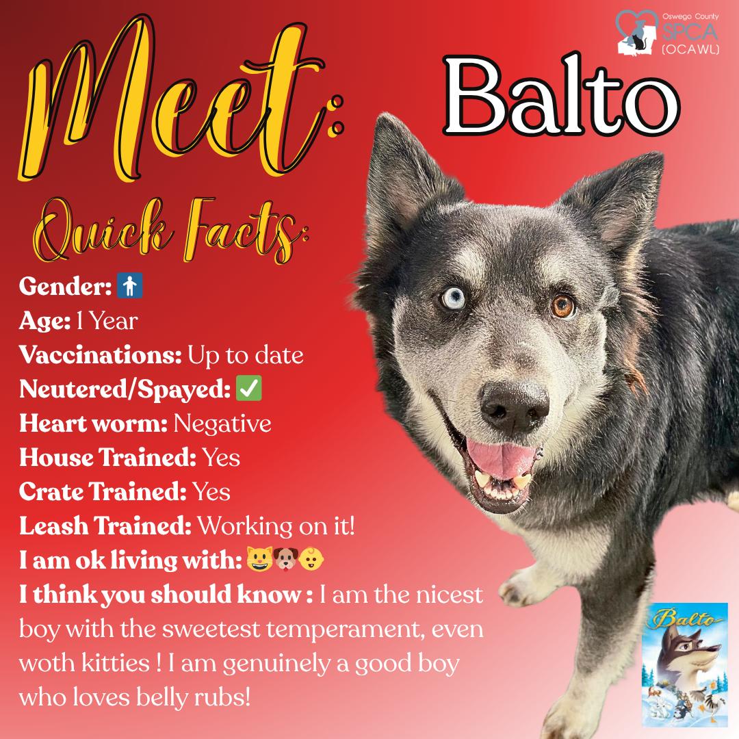 Enlarge Balto, an adoptable Husky in Fulton, NY image 1/6