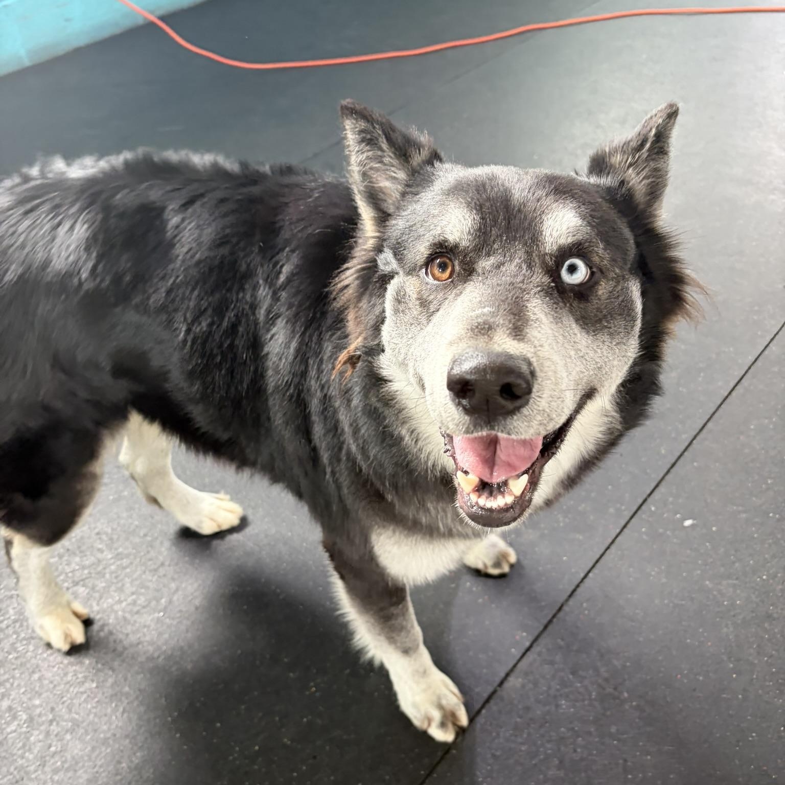 Enlarge Balto, an adoptable Husky in Fulton, NY image 4/6