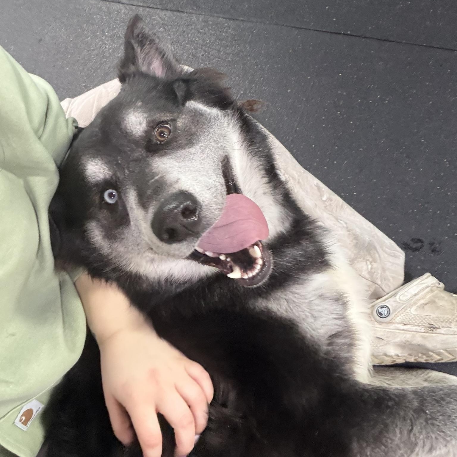 Enlarge Balto, an adoptable Husky in Fulton, NY image 6/6