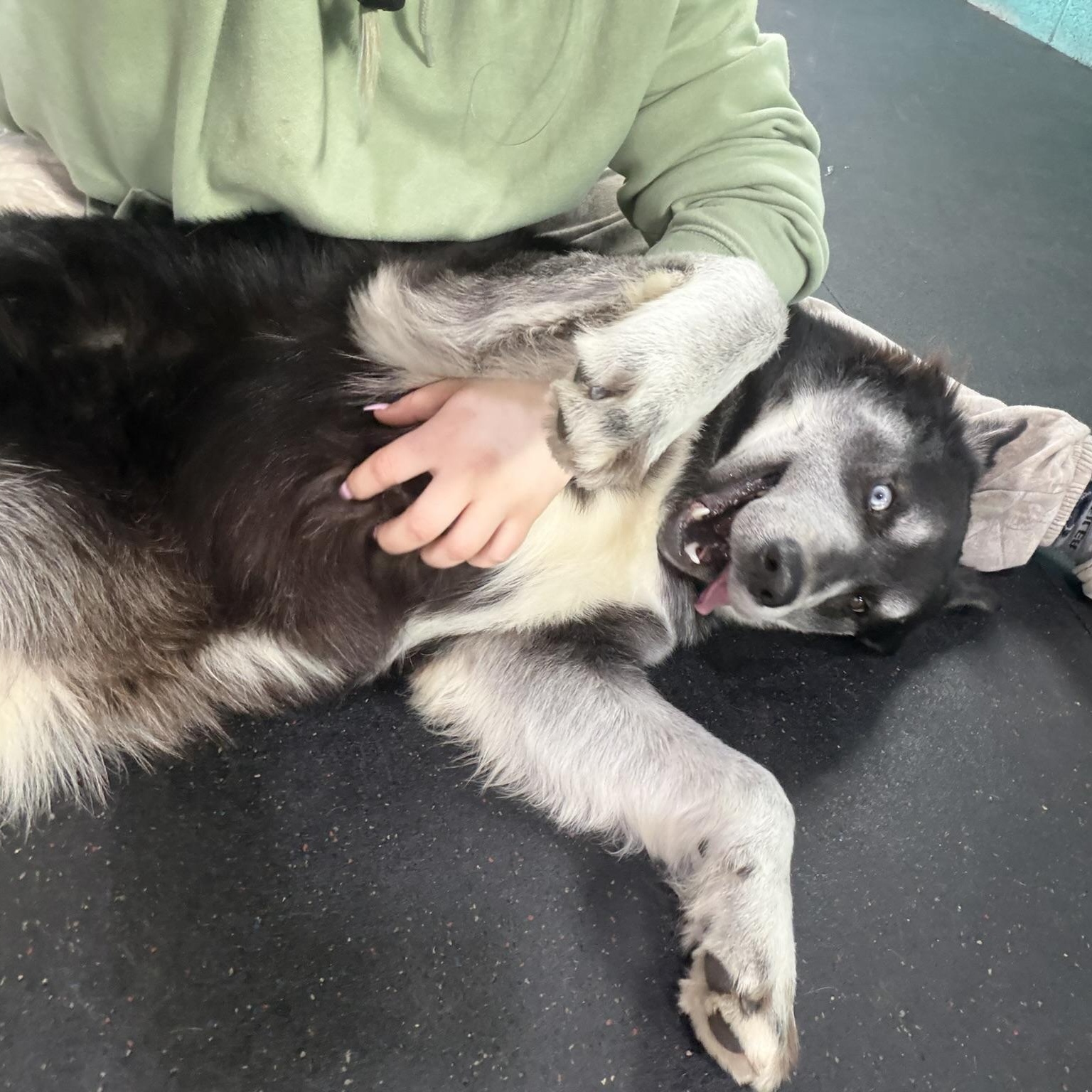 Enlarge Balto, an adoptable Husky in Fulton, NY image 5/6