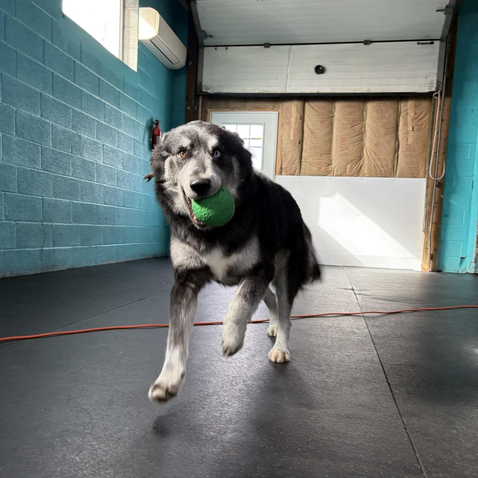 Enlarge Balto, an adoptable Husky in Fulton, NY image 2/6