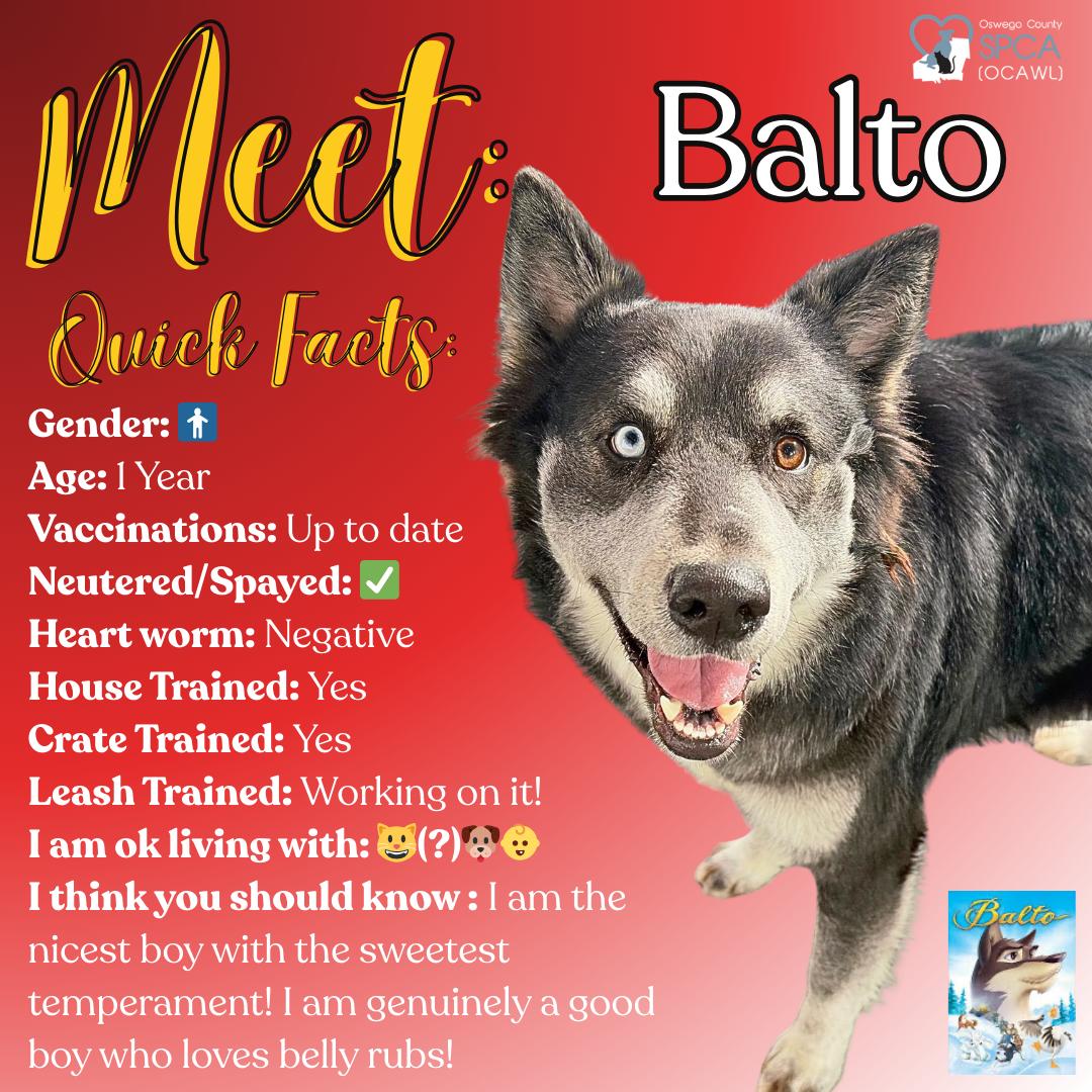 Balto, ADOPTABLE, Adult Male Husky.