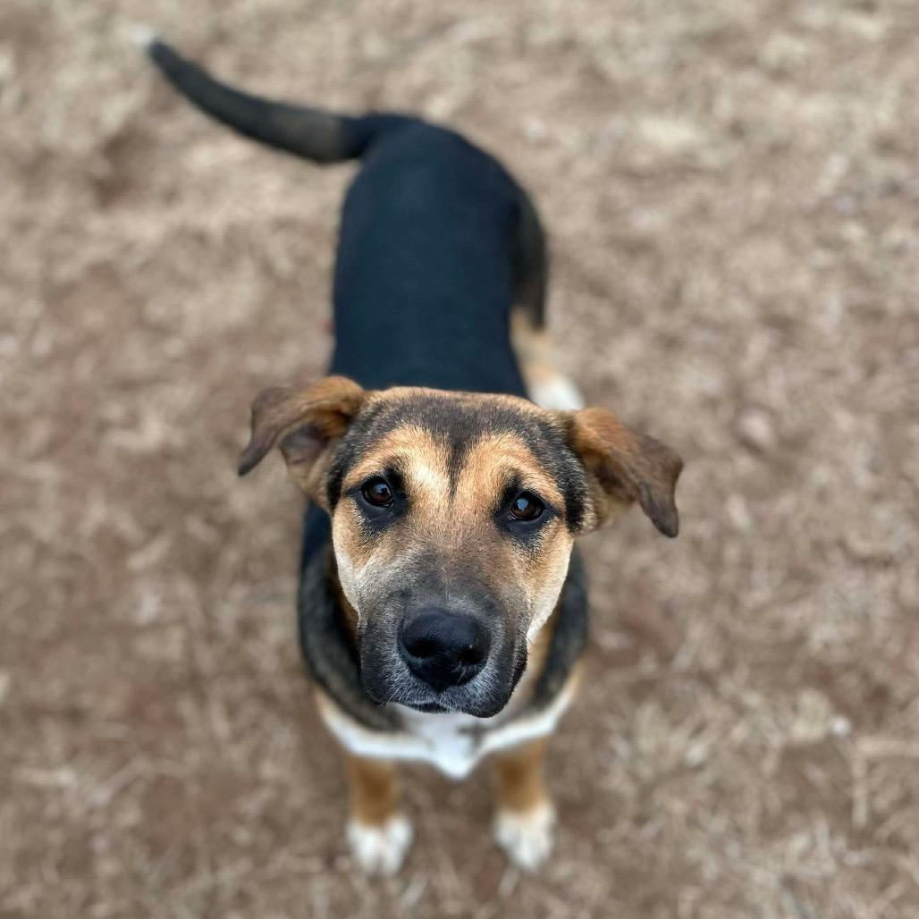 Rachel, Adoptable, Young Female Shepherd & Mixed Breed.