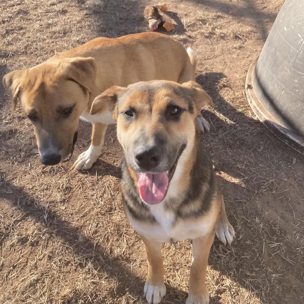 Enlarge Rachel, a Adoptable mixed breed in Sand Springs, OK image 2/6