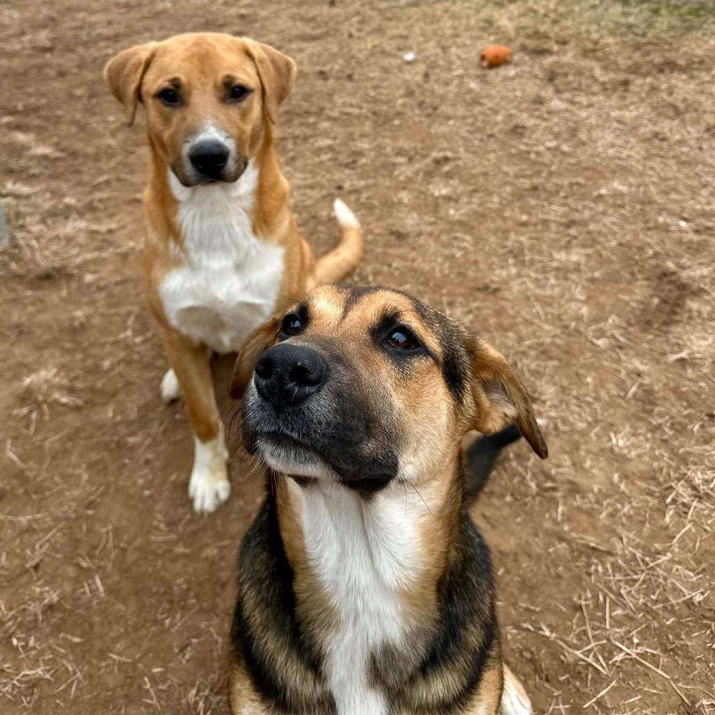 Enlarge Rachel, a Adoptable mixed breed in Sand Springs, OK image 3/6