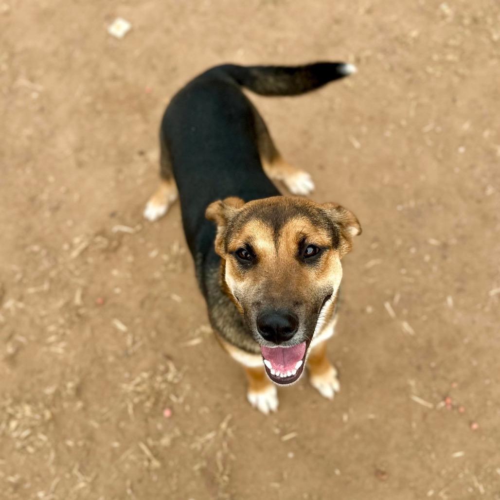 Enlarge Rachel, a Adoptable mixed breed in Sand Springs, OK image 4/6