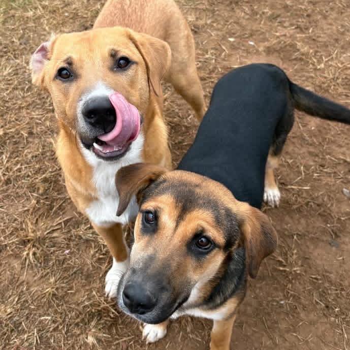 Enlarge Rachel, a Adoptable mixed breed in Sand Springs, OK image 5/6