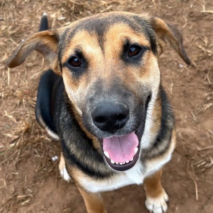Enlarge Rachel, a Adoptable mixed breed in Sand Springs, OK image 6/6
