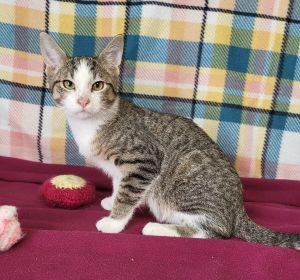 Batty Koda, Adoptable, Young Male Domestic Short Hair.