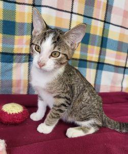 Enlarge Batty Koda, a Adoptable Domestic Short Hair in Bucyrus, OH image 3/3
