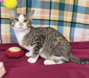 Enlarge Batty Koda, a Adoptable Domestic Short Hair in Bucyrus, OH image 2/3