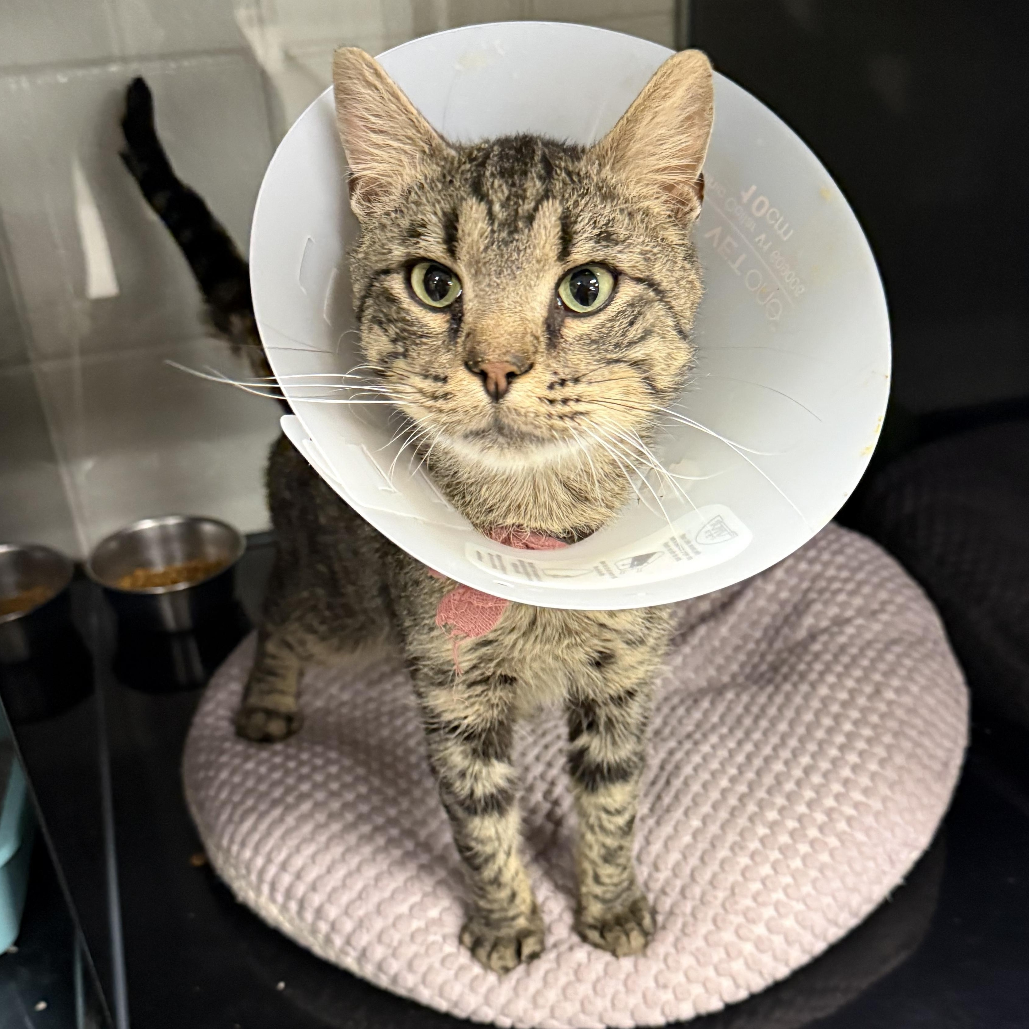 Enlarge Kuzco , a ADOPTABLE Domestic Short Hair in Kearney, NE image 1/1