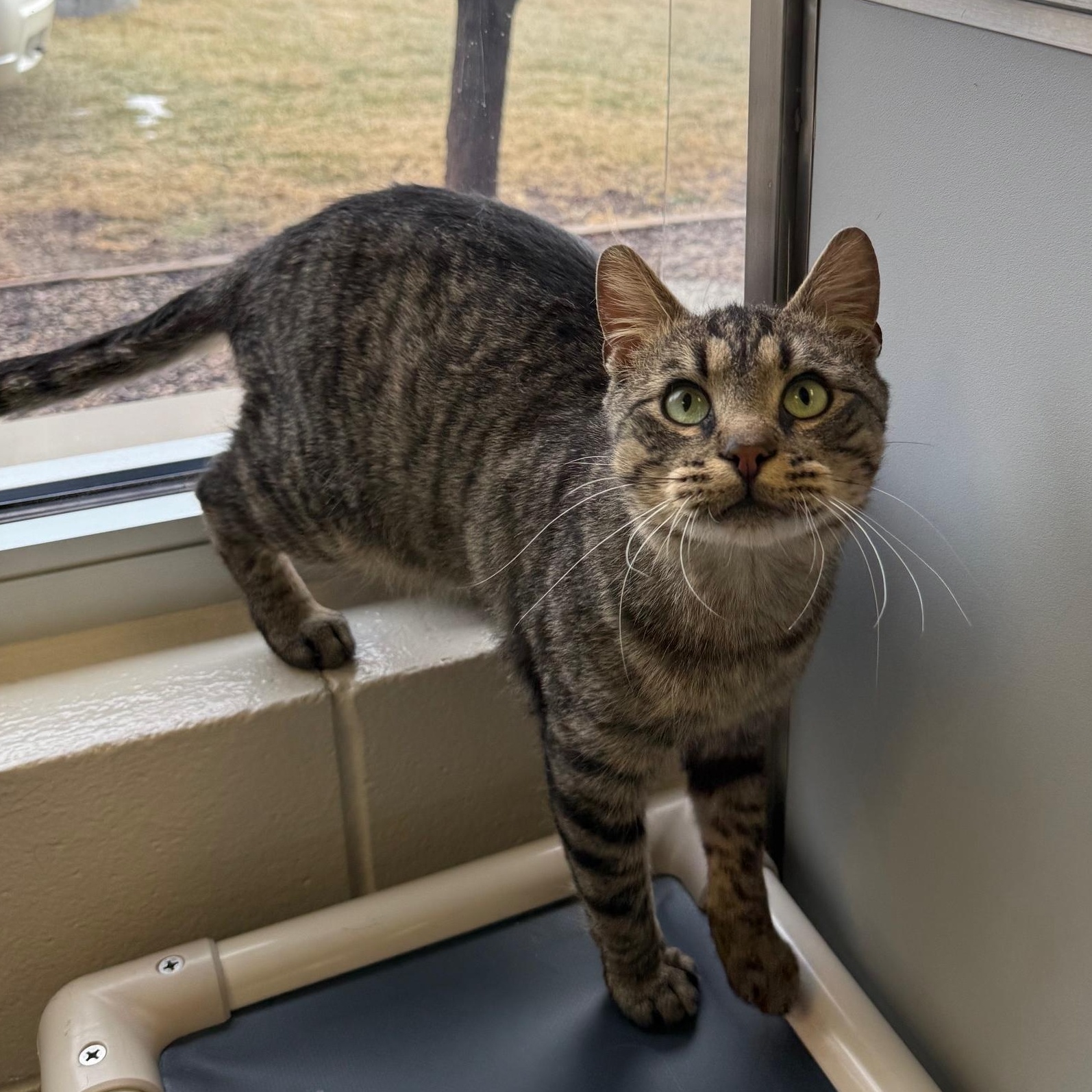 Kuzco , ADOPTABLE, Adult Male Domestic Short Hair.