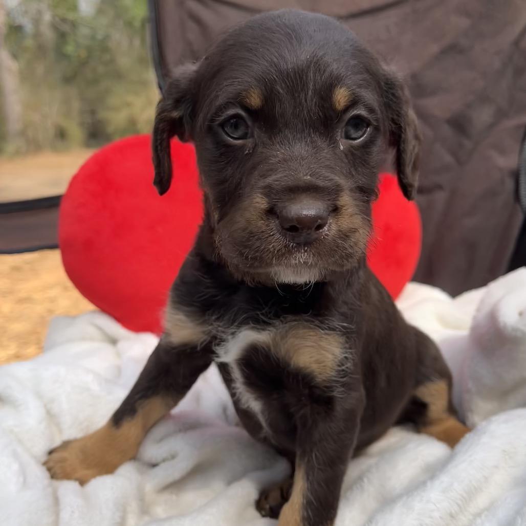 Georgia, Adoptable, Young Female Poodle.