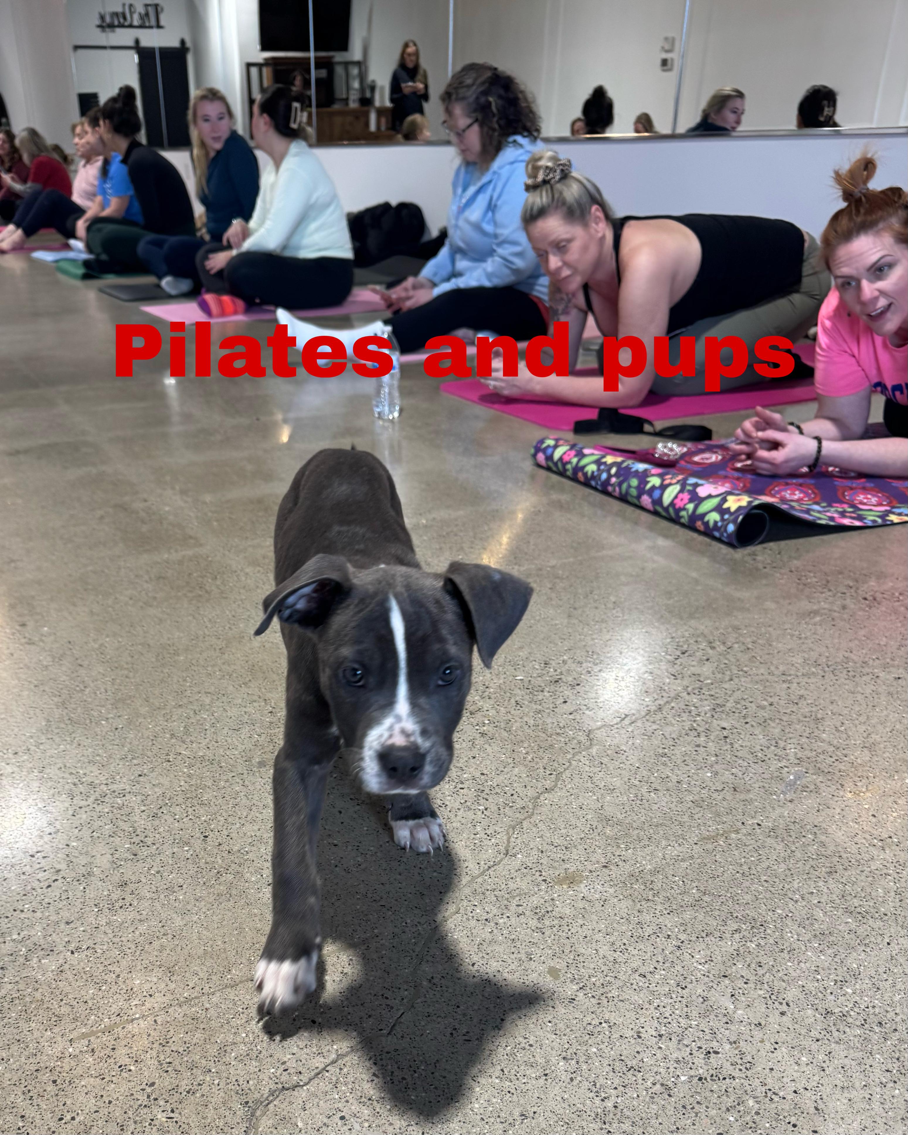 Enlarge Cami , a ADOPTABLE mixed breed in White Lake, MI image 2/3