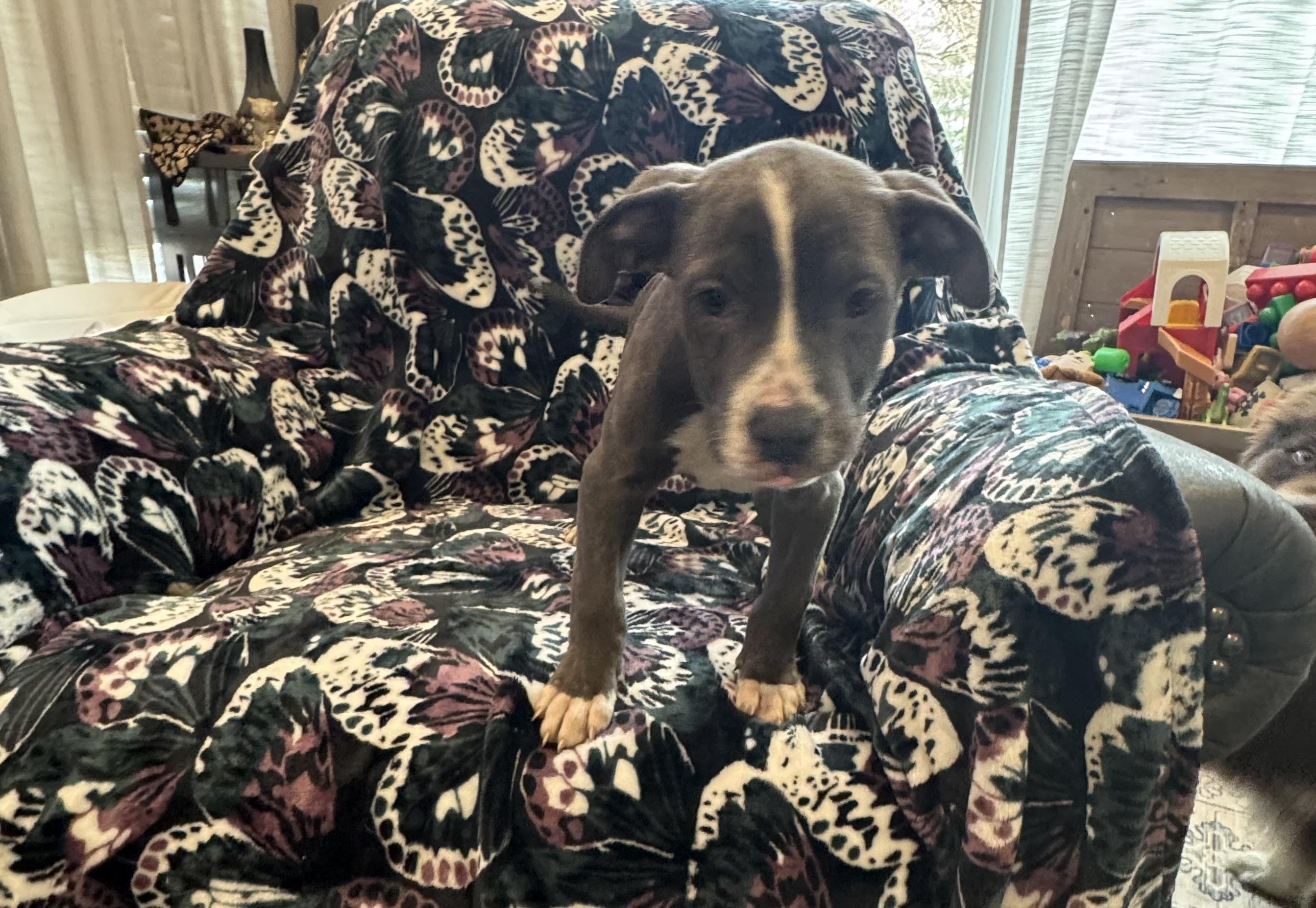 Enlarge Cami , a ADOPTABLE mixed breed in White Lake, MI image 3/3