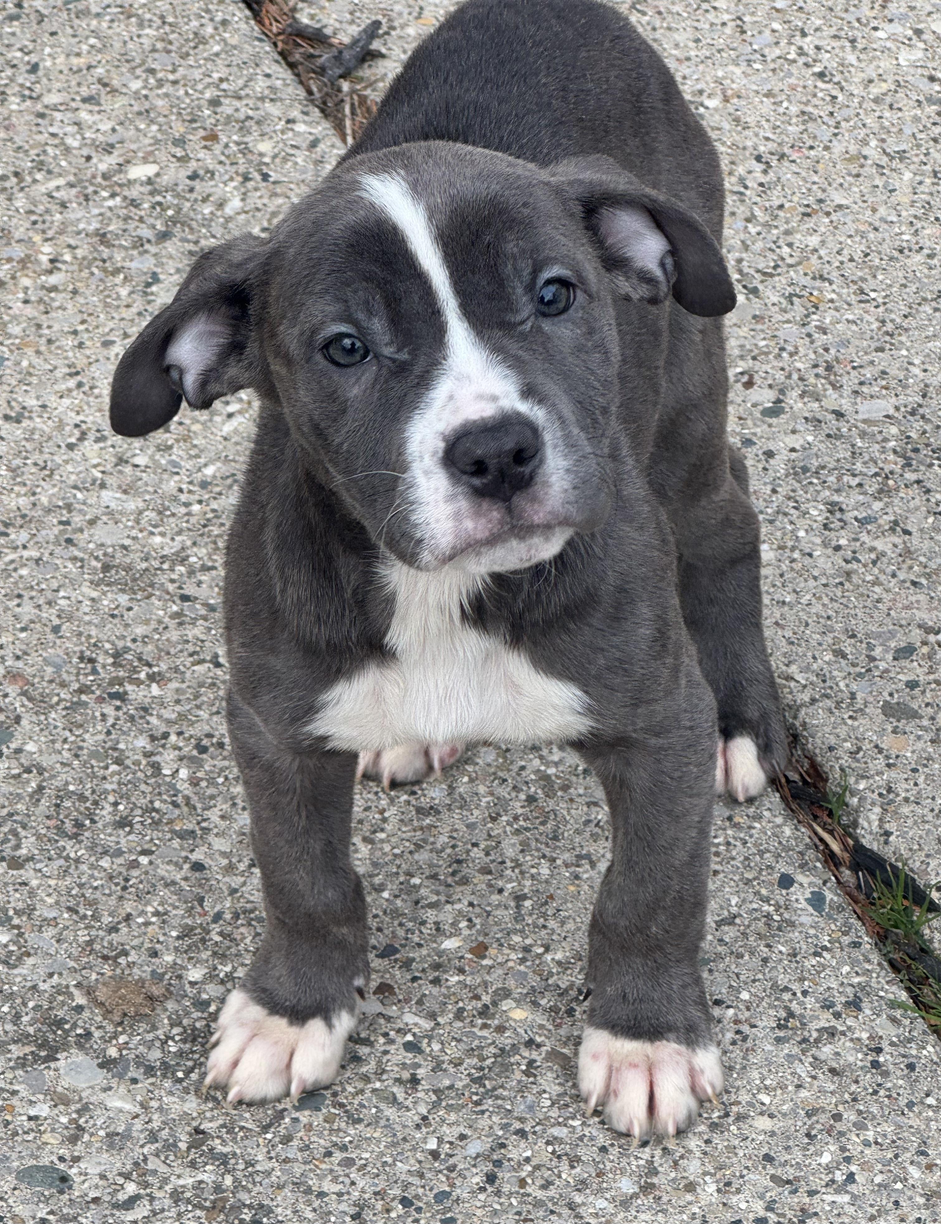 Cami , ADOPTABLE, Puppy Female Cane Corso & Mastiff.
