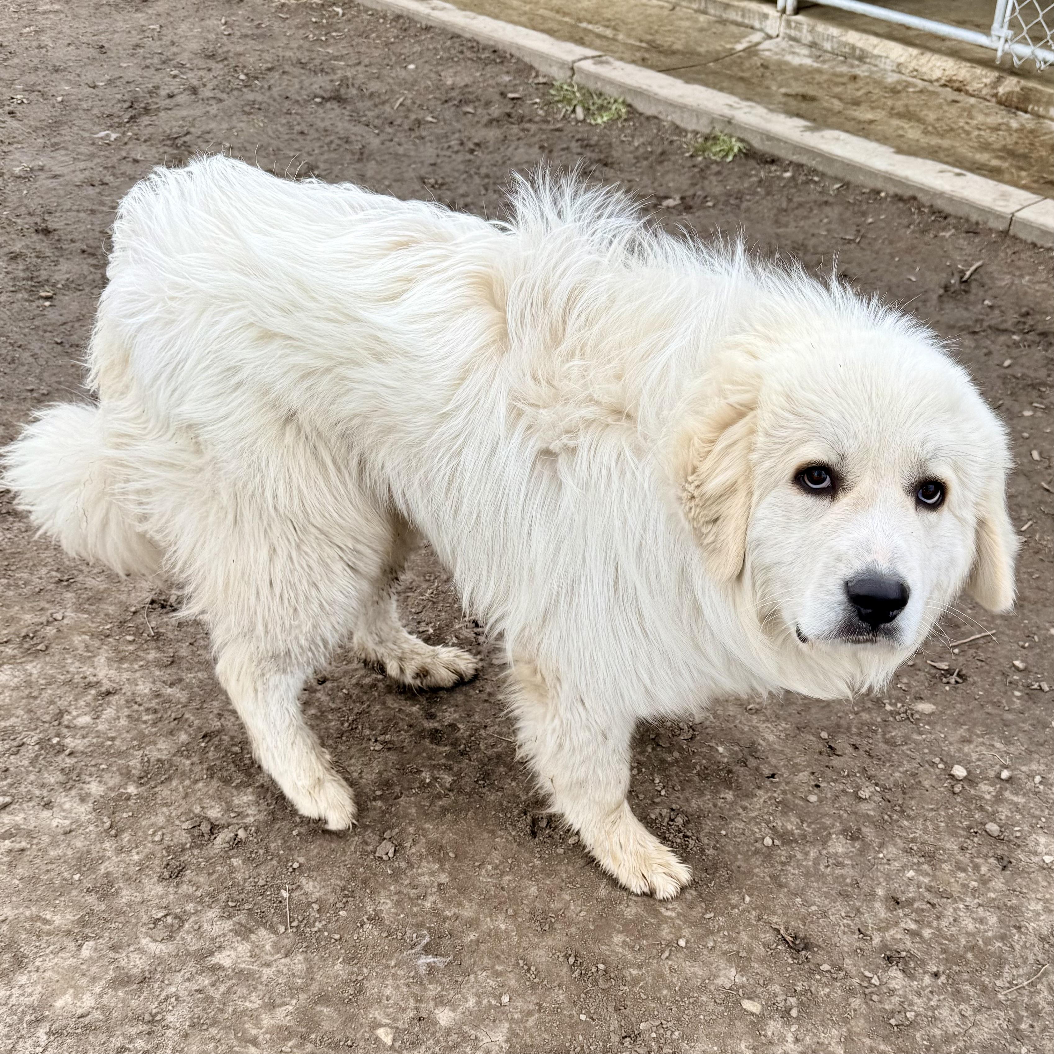 Enlarge Simon, an adopted Great Pyrenees in Albany, MO image 3/6