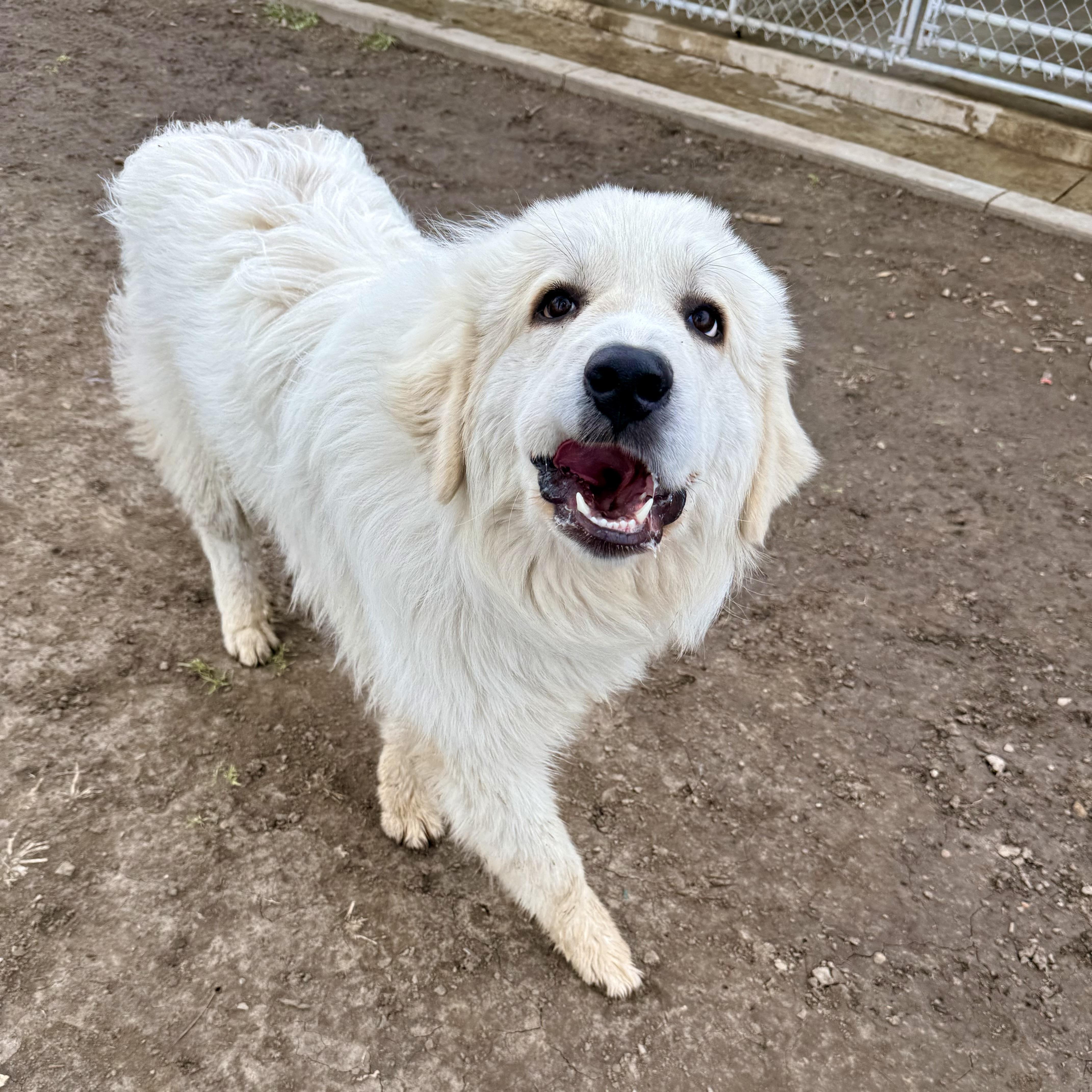 Enlarge Simon, an adopted Great Pyrenees in Albany, MO image 4/6