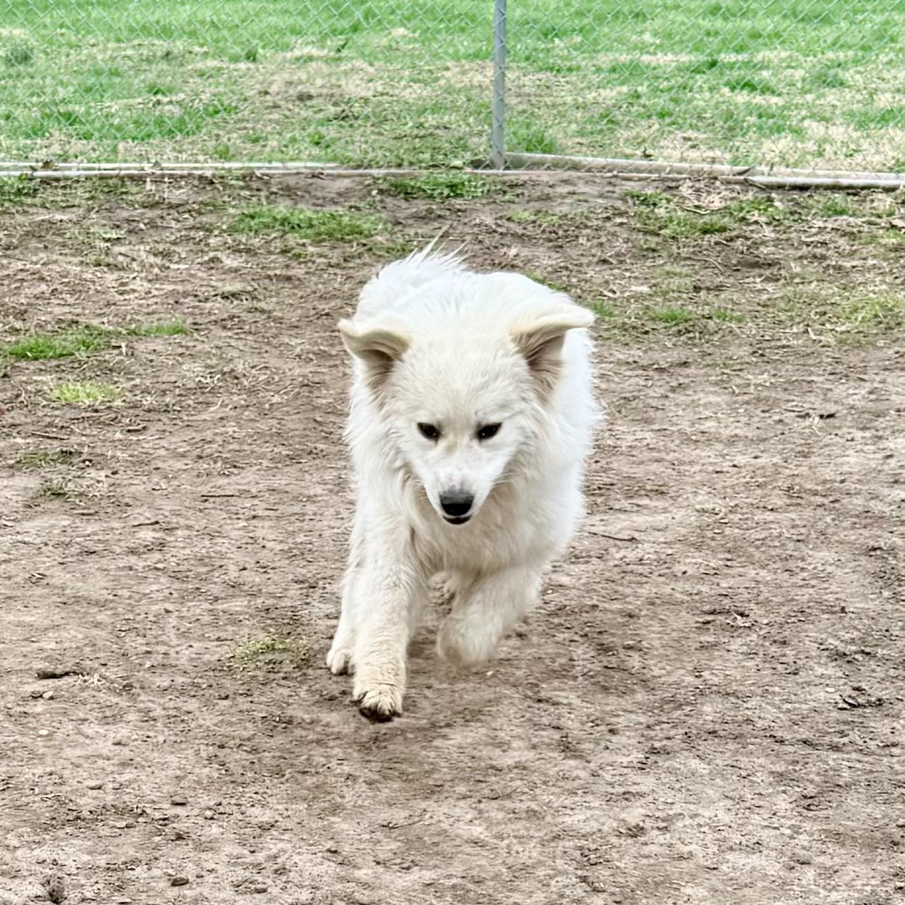 Enlarge Simon, an adopted Great Pyrenees in Albany, MO image 6/6