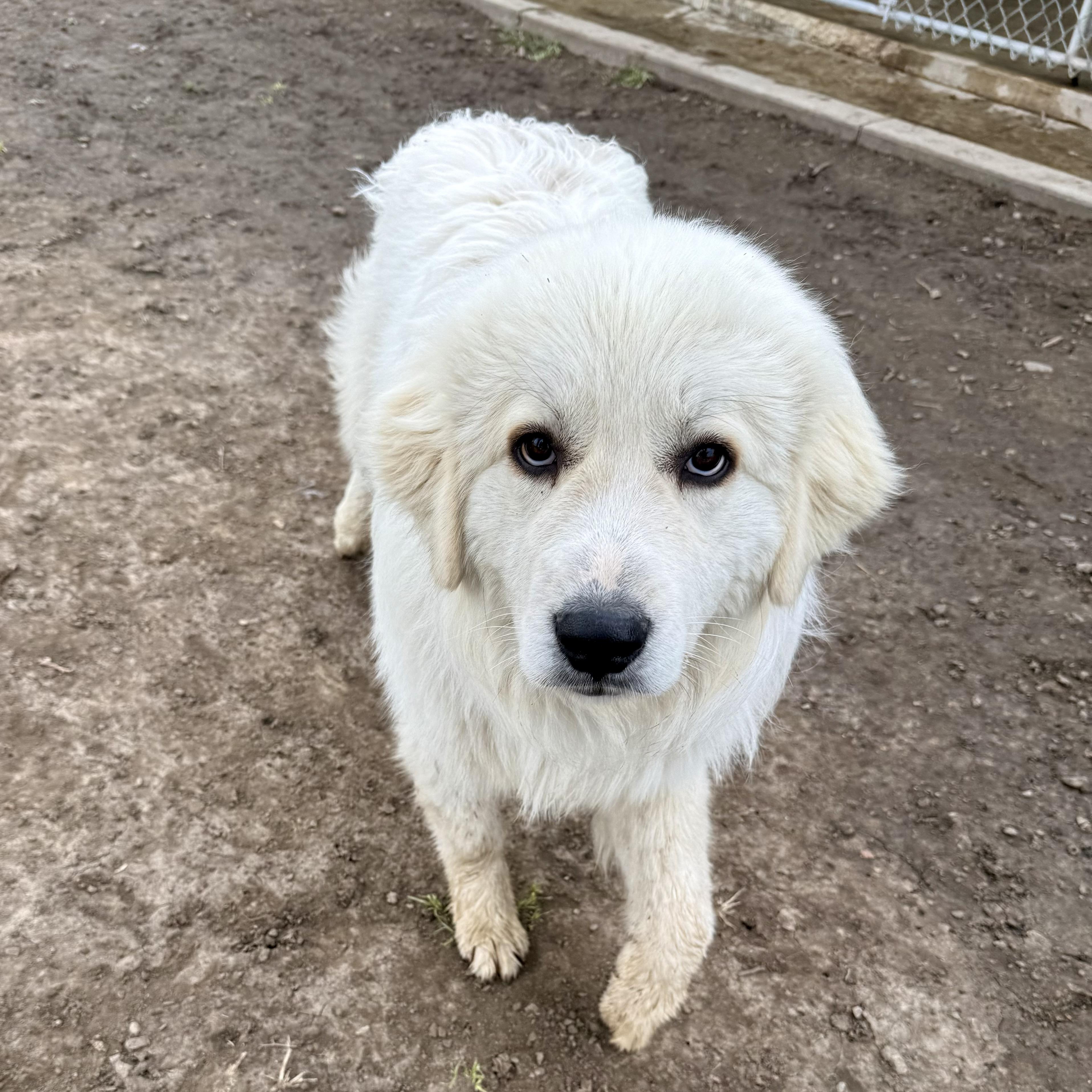 Enlarge Simon, an adopted Great Pyrenees in Albany, MO image 2/6