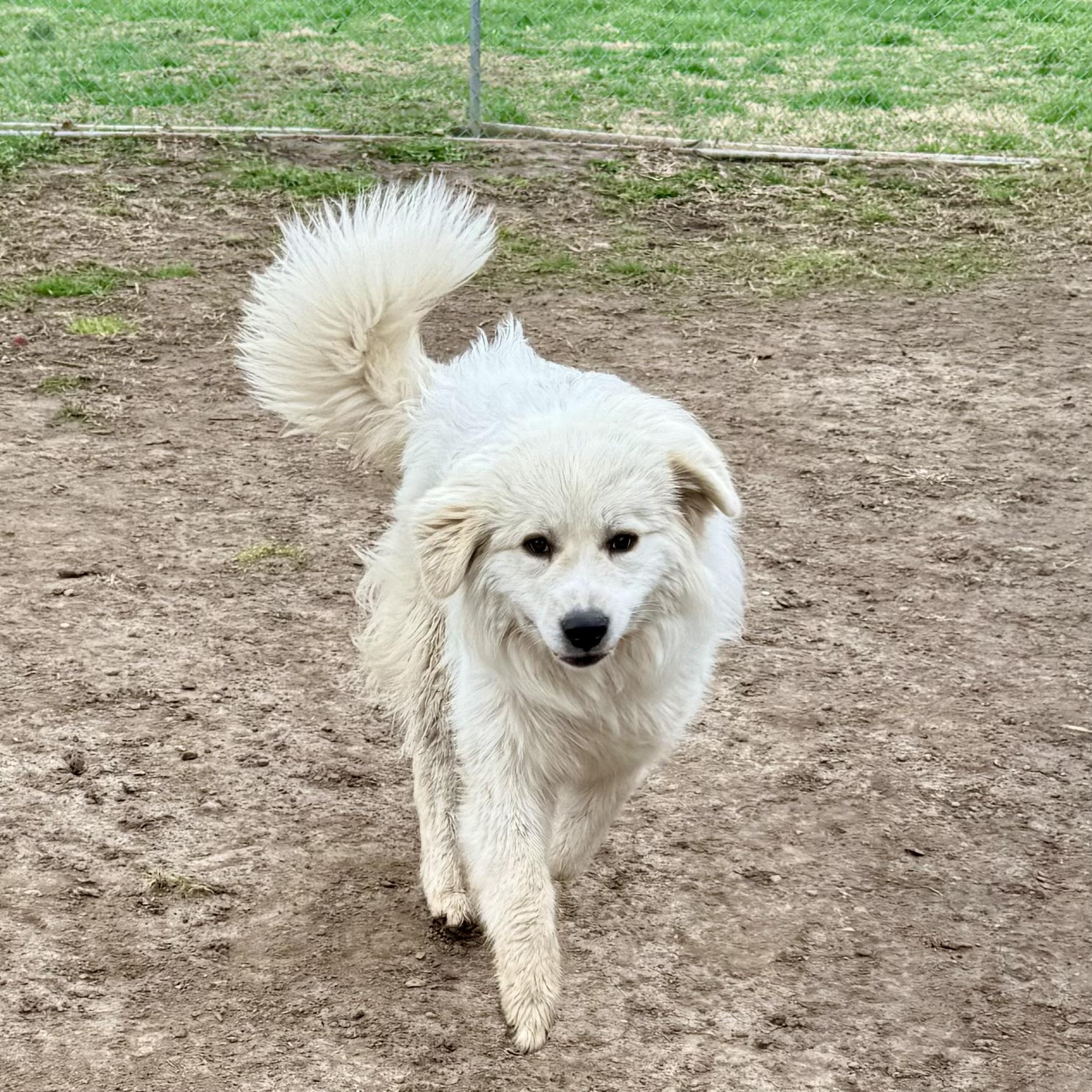 Enlarge Simon, an adopted Great Pyrenees in Albany, MO image 5/6