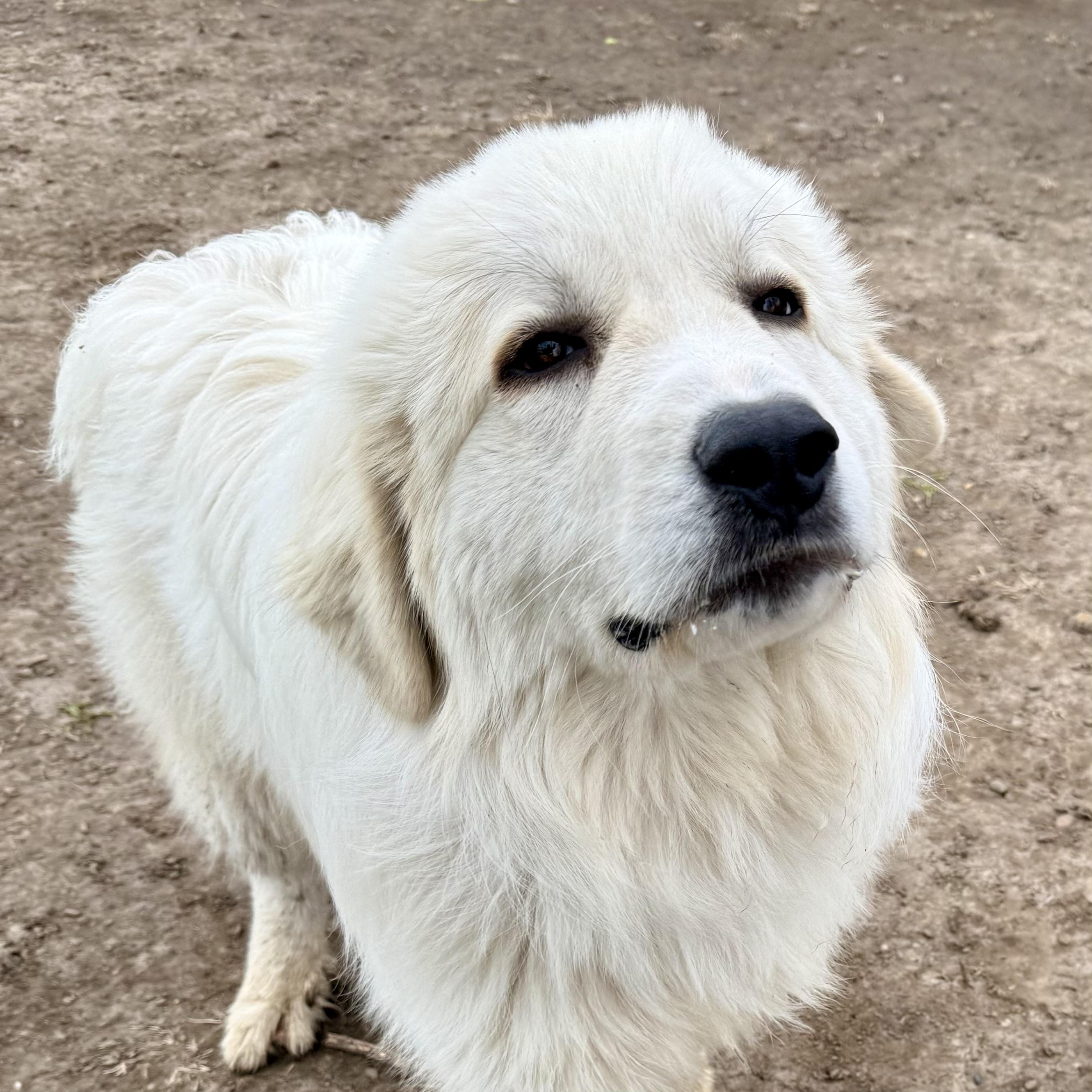 Simon, adopted, Young Male Great Pyrenees.