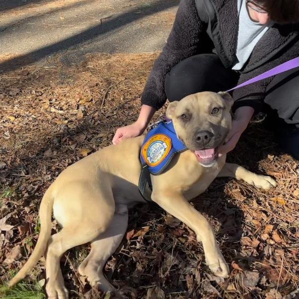 Enlarge Twitch, a Adoptable mixed breed in Greenville, SC image 1/6